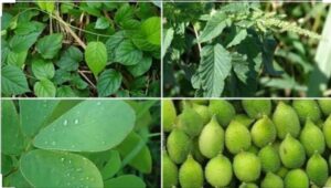 FB_IMG_1596987764849