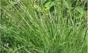 FB_IMG_1622525520828