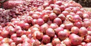 कांदा ९९