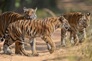 images - 2023-09-14T121602.107